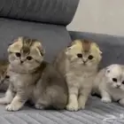 قطط سكوتش فولد بيور للبيع