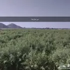 حنا طبيعي