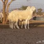فحلين حريه مشروط ثنيان صنف ( خصم )