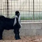 مشاريع فحول عوارض معرفه عيال الجوكر