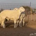 فحلين حريه خصم ( مشروطه ) صنف فاااخر