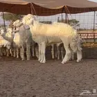 فحل حري صنف ( ثني مشروط ) خصم الخصم