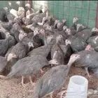 دجاج حبشي الحجل البلدي دجاج الوادي العمر ثلاث اشهر ..