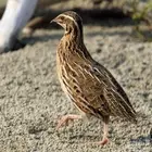 للبيع سمان حي الموقع ينبع البحر