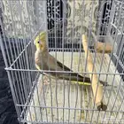 طيور