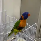بغبغاء الوري