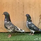 حمام بكستاني داب والا للبيع