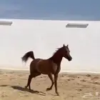 حصان شيخ وصغير بعمره