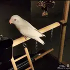 ببغاء روز البينو