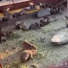 وبران انتاج محميه