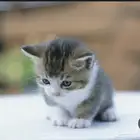 اطلب قطه لتبني يكون حجمها صغير مرا