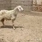 خروف حري