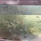 سمك