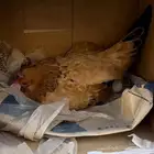 دجاجه مسقط البيع مشروطه