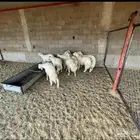 للبيع خرفان