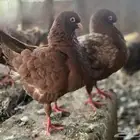زوج كنق