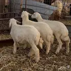 هرافى حري