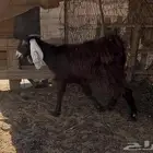 جفره عارضيه