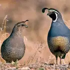 سمان كاليفورنيا