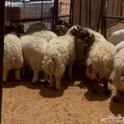 طليان