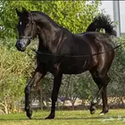 للبيع فرس شعبي لقاح