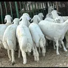 خرفان طيبه سليمه من العذاريب