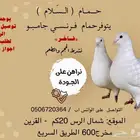 فروخ حمام فرنسي طيب