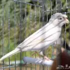 مطلوب كناري