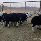 طليان ونجد