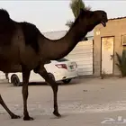 بكر لقحه مجهم كفو