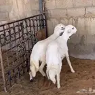 طليان
