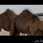 القنفذة القوز الجرد