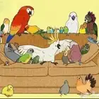 فندقة طيور يومي و أسبوعي