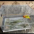 زوج روز( تم البيع )