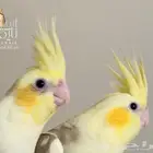 كروان باستيل فيس