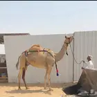 هجن