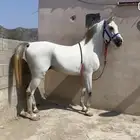 حصان شعبي جبر جبر