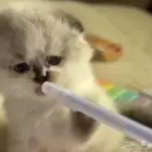 سكوتش فولد كتن