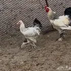 للبيع ديك ودجاجه براهما الموقع بيشه