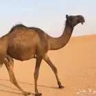 قعود مجهم