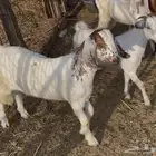 ذبايح