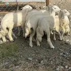 طليان ورخال