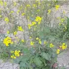 بذور نبات الحريشاء ونبتة السماره الحويرة