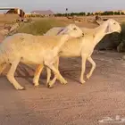 تممم البييع