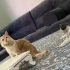 حيوانات