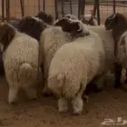 طليان فاخره