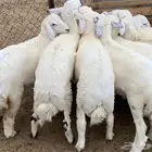 ذبايح للبيع طليان ورخال بريه ونظيفه مع خدمة السلخ والتوصيل