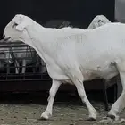 فحل صنف بمعنى الكلمه حرش جذع 7 شهور مشروط