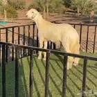 مشروع فحل بعمر 6 اشهر