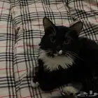 قطوتي ضايعه في حي عريجاء الغربي تكفون اللي يشوفها يبلغني